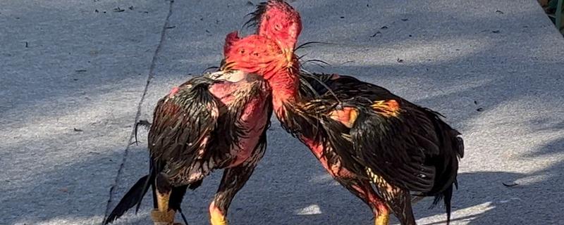 西双版纳斗鸡的特点,有比较小的头部