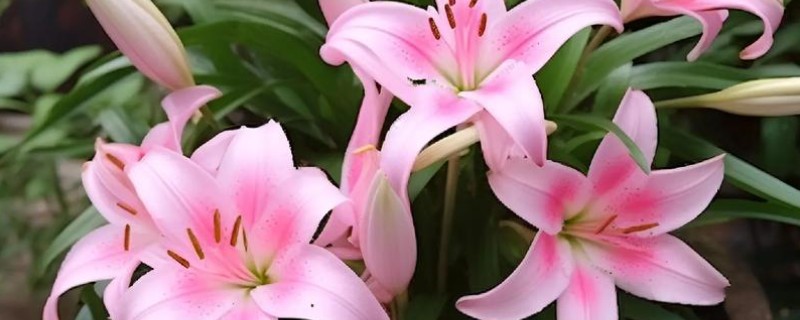 百合的花语,寓意百年好合、深深的祝福等