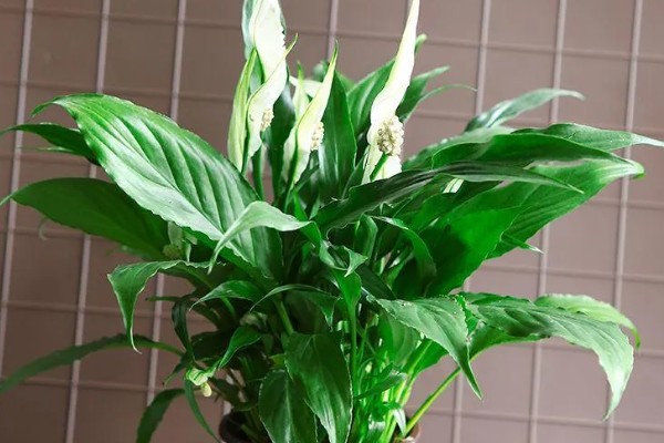 白掌的花语，寓意纯洁、和平等