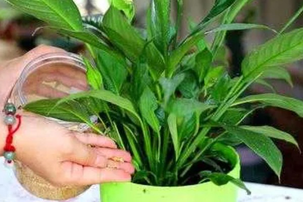 白掌的花语，寓意纯洁、和平等