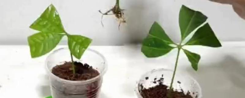 发财树的繁殖扦插方法，在夏季6-8月份进行