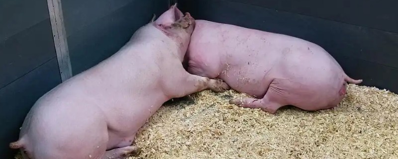 母猪怀孕后流分泌物的原因，可能是子宫内膜炎症所致