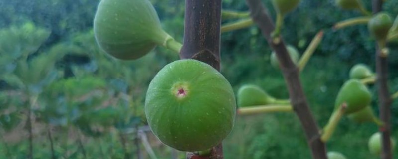 国内无花果的产地分布，主要分布在新疆、山东、江苏等