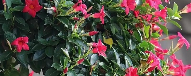 飘香藤春天如何修剪,要给植株进行摘心打顶