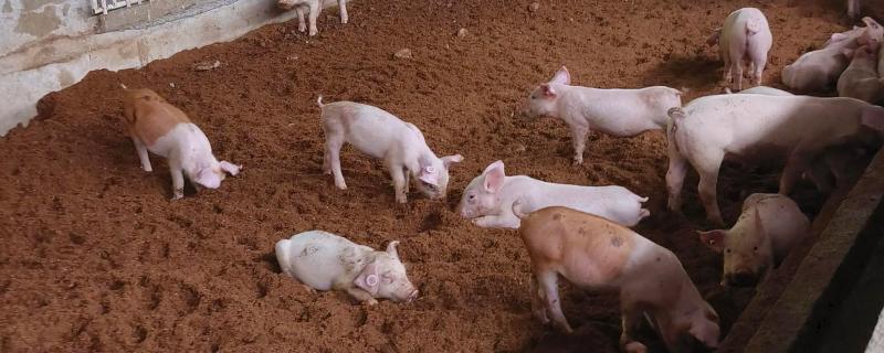 怎么制作养猪发酵床，材料包括微生物菌、垫料和拌料