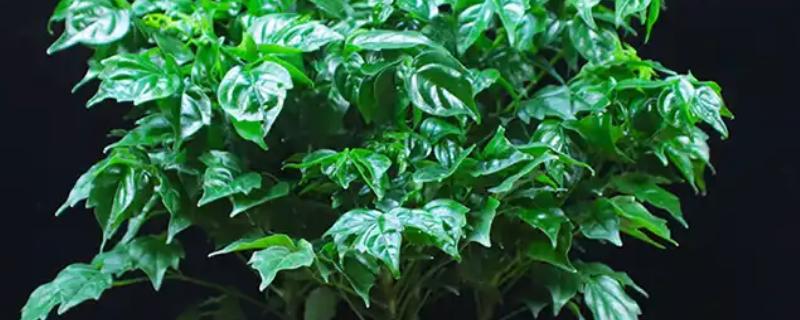 幸福树的种类有哪些,有小萼菜豆树、广西菜豆树等