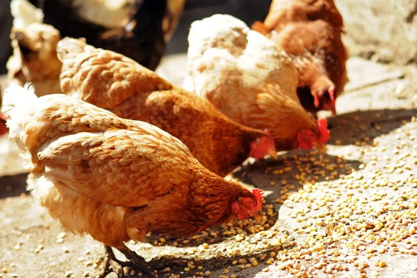 怎样让蛋鸡多产蛋,日粮中可掺入黄豆粉
