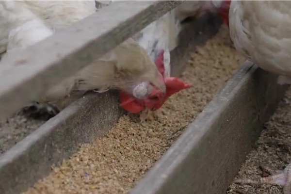 怎样让蛋鸡多产蛋,日粮中可掺入黄豆粉