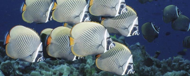 怪蝴蝶鱼好不好养,养殖难度较大