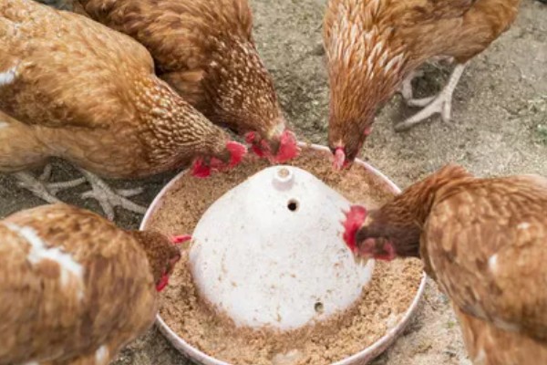 怎样让蛋鸡多产蛋,日粮中可掺入黄豆粉