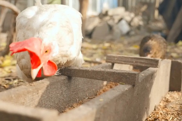 怎样让蛋鸡多产蛋,日粮中可掺入黄豆粉