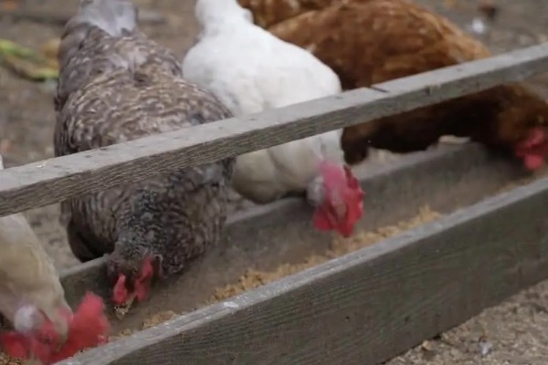 怎样让蛋鸡多产蛋,日粮中可掺入黄豆粉