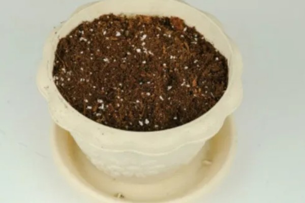 小西红柿怎么种植，均匀撒播再覆土浇水