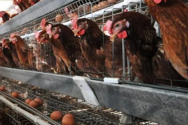 怎样让蛋鸡多产蛋,日粮中可掺入黄豆粉