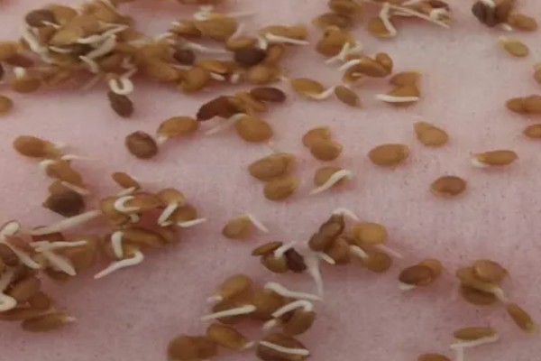 小西红柿怎么种植，均匀撒播再覆土浇水