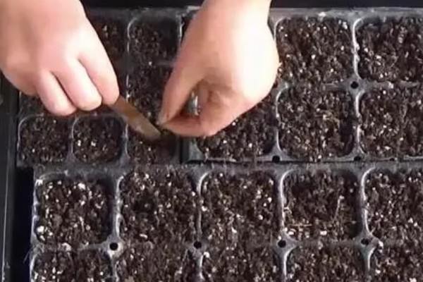 小西红柿怎么种植，均匀撒播再覆土浇水