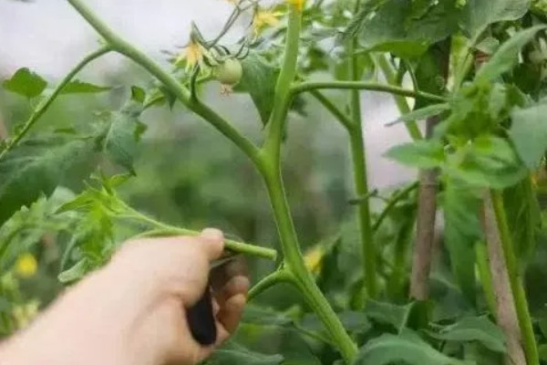 小西红柿怎么种植，均匀撒播再覆土浇水