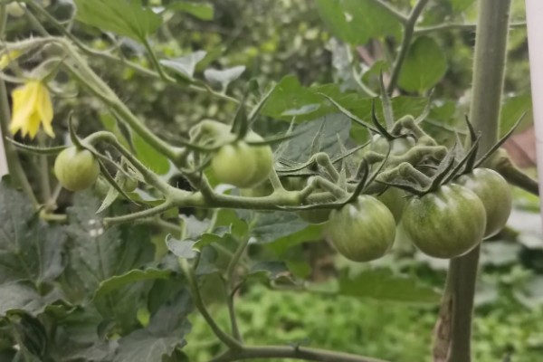 小西红柿怎么种植，均匀撒播再覆土浇水