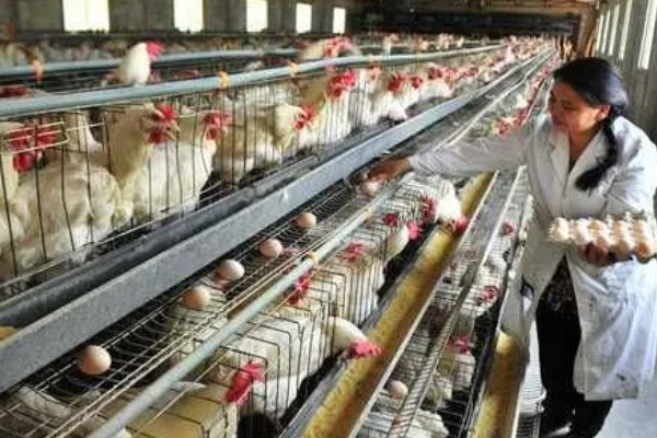 怎样让蛋鸡多产蛋,日粮中可掺入黄豆粉