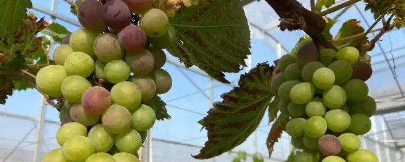 冬季葡萄如何清园灭虫,应及时清理残枝和杂草