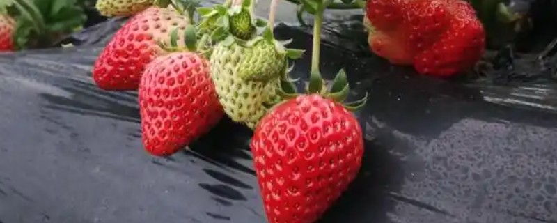 生产无公害草莓有什么标准，要在无污染的地方建立生产基地