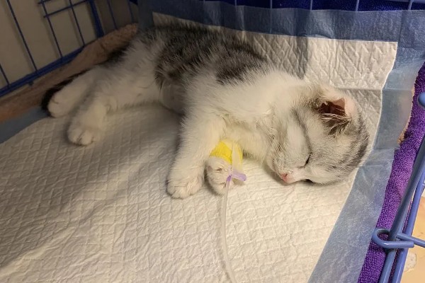 猫瘟热的临床症状，主要症状为双相发热