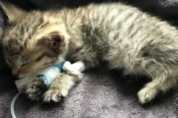 猫瘟热的临床症状，主要症状为双相发热