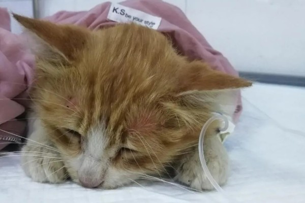 猫瘟热的临床症状，主要症状为双相发热