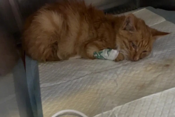 猫瘟热的临床症状，主要症状为双相发热