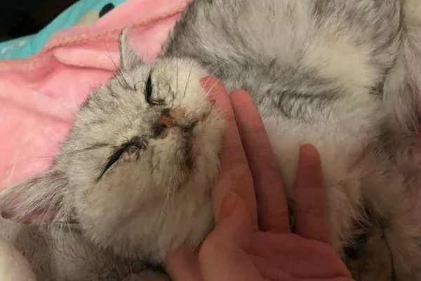 猫瘟热的临床症状，主要症状为双相发热