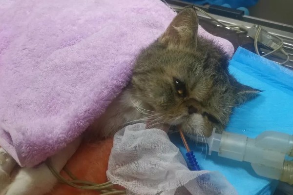 猫瘟热的临床症状，主要症状为双相发热