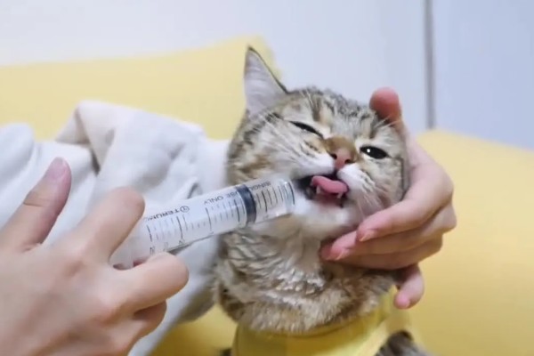 猫瘟热的临床症状，主要症状为双相发热