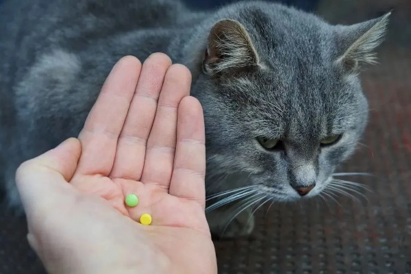 猫瘟热的临床症状，主要症状为双相发热