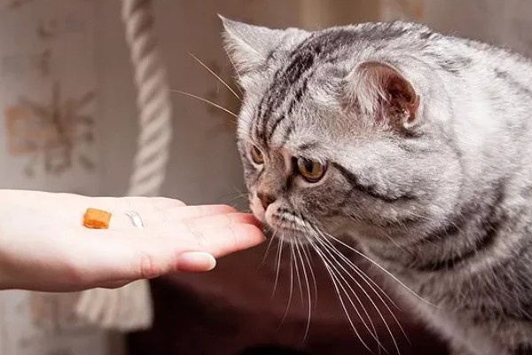 猫瘟热的临床症状，主要症状为双相发热