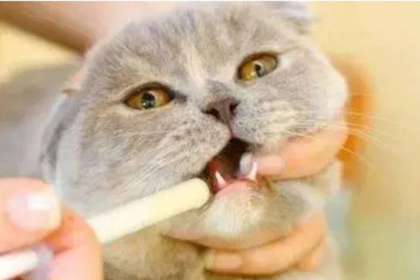 猫瘟热的临床症状，主要症状为双相发热