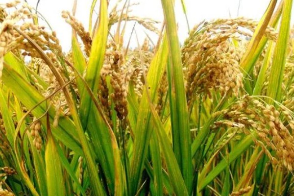 龙洋16水稻介绍，适宜在黑龙江省第一积温带种植