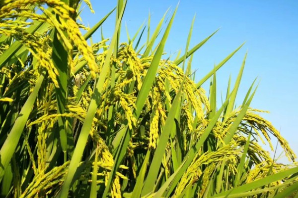 龙洋16水稻介绍，适宜在黑龙江省第一积温带种植