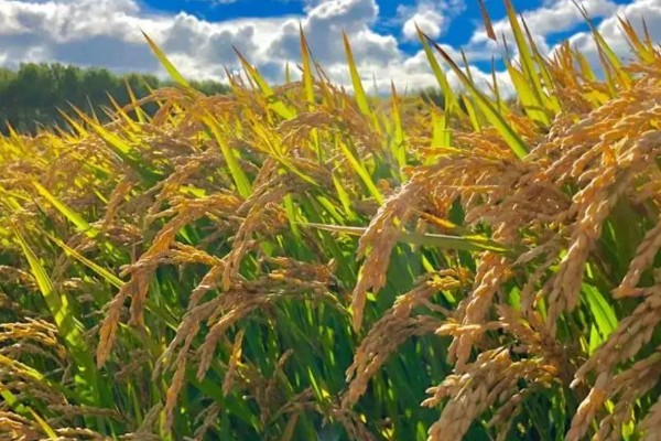 龙洋16水稻介绍，适宜在黑龙江省第一积温带种植