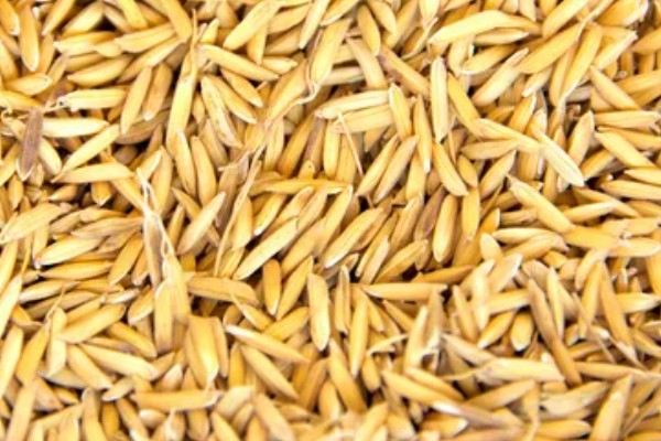 龙洋16水稻介绍，适宜在黑龙江省第一积温带种植