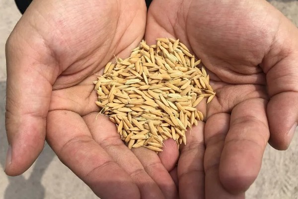 龙洋16水稻介绍，适宜在黑龙江省第一积温带种植