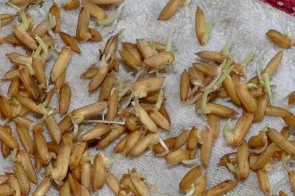 龙洋16水稻介绍，适宜在黑龙江省第一积温带种植