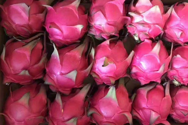 火龙果怎么保存,可放置在阴凉处或冰箱保存