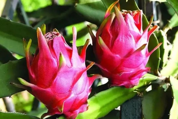 火龙果怎么保存,可放置在阴凉处或冰箱保存