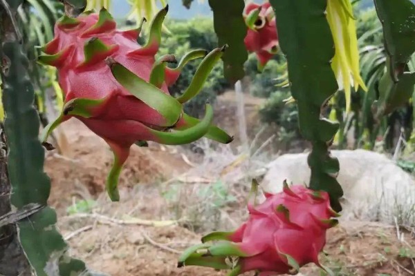 火龙果怎么保存,可放置在阴凉处或冰箱保存