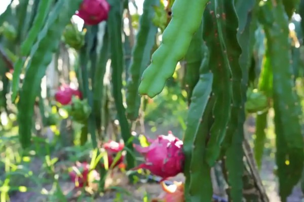 火龙果怎么保存,可放置在阴凉处或冰箱保存