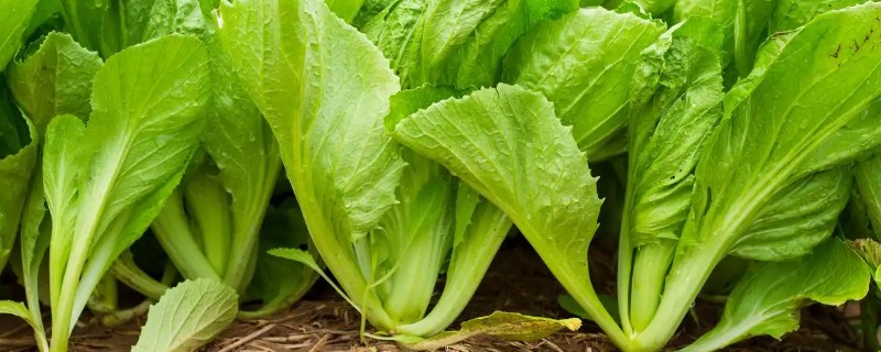 芥菜的高产培育技巧，间苗时要注意拔除病苗、弱苗