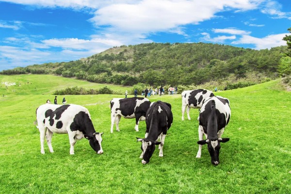 奶牛是哪国引进的,大型奶牛是美国和加拿大引进的