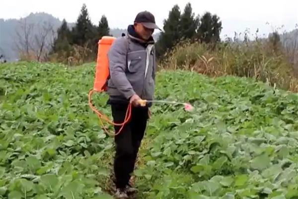 油菜发生渍害如何处理，及时清沟排水可降低田间湿度