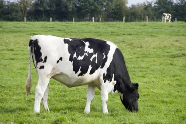 奶牛是哪国引进的,大型奶牛是美国和加拿大引进的