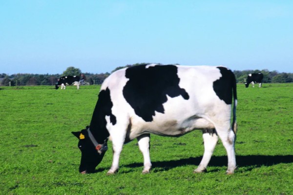 奶牛是哪国引进的,大型奶牛是美国和加拿大引进的